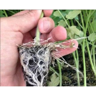 Compra TOMATE ROOT POWER F1 (10.000 Semillas) en la tienda online Fito Agrícola