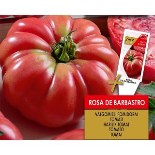 Compra TOMATE ROSA DE BARBASTRO (1000 Semillas). en la tienda online Fito Agrícola
