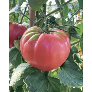 Compra TOMATE ROSETANO F1 Pildorado (5.000 Semillas). en la tienda online Fito Agrícola