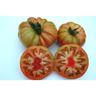 Compra TOMATE ROZAMAX F-1 (1.000 Semillas) en la tienda online Fito Agrícola