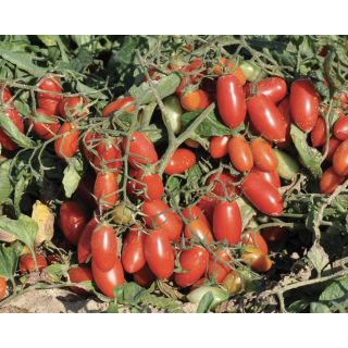 Compra TOMATE SALSINO F1 (1.000 Semillas). en la tienda online Fito Agrícola