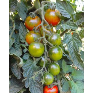 Compra TOMATE SARDOS F1 (1.000 Semillas). en la tienda online Fito Agrícola