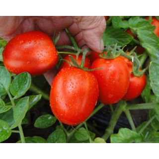 Compra TOMATE SIMBOL F1 Pildorado (5.000 Semillas). en la tienda online Fito Agrícola