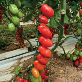 Compra TOMATE SUIT F1 (1000 Semillas). en la tienda online Fito Agrícola