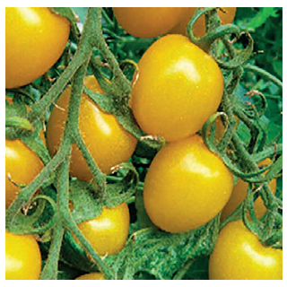 Compra TOMATE SUNLEMON F1 (500 Semillas). en la tienda online Fito Agrícola