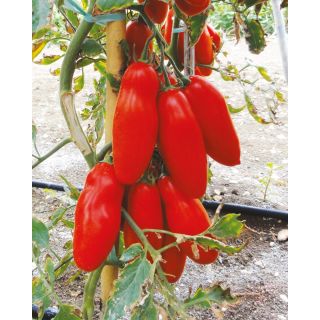 Compra TOMATE THUNDER F1 Pildorado (5.000 Semillas). en la tienda online Fito Agrícola