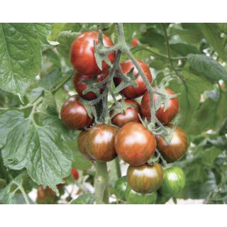 Compra TOMATE TIGROTTO F1 Pildorado (1.000 Semillas). en la tienda online Fito Agrícola