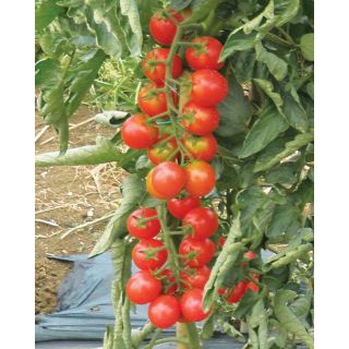 Compra TOMATE ZUCCHERO F1 Pildorado (5.000 Semillas) en la tienda online Fito Agrícola