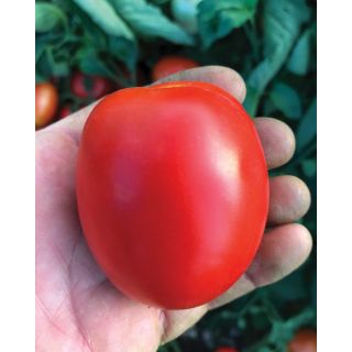 Compra TOMATE CAPIROSSO F1 Pildorado (5.000 Semillas). en la tienda online Fito Agrícola