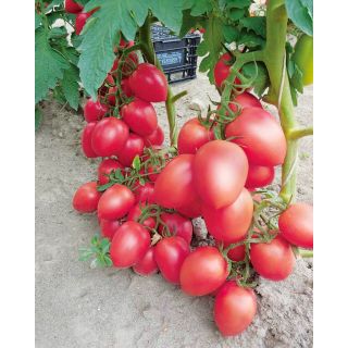Compra TOMATE EGGHI F1 (1.000 Semillas) en la tienda online Fito Agrícola