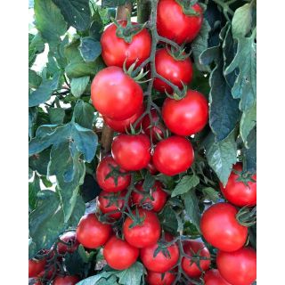 Compra TOMATE FERRIGNO F1 (1.000 Semillas). en la tienda online Fito Agrícola