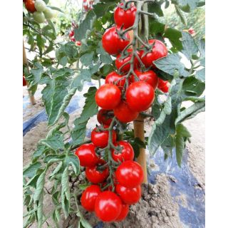 Compra TOMATE SETTIMINO F1 (1.000 Semillas). en la tienda online Fito Agrícola