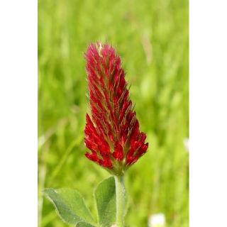 Compra TRÉBOL ENCARNADO SIGNAL (10 Kgr.). en la tienda online Fito Agrícola