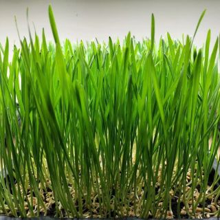 Compra TRIGO MICROGREENS (5 Kgr.). en la tienda online Fito Agrícola