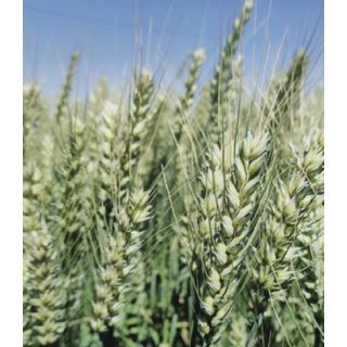 Compra TRIGO JABALCÓN R1 (25 Kgr.) en la tienda online Fito Agrícola