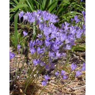 Compra TRITELEIA CORRINA (100 Unid.). en la tienda online Fito Agrícola