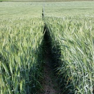 Compra TRITICALE TORCAL R1 (25 Kgr.). en la tienda online Fito Agrícola