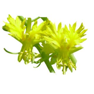 Compra FLOR DEL CANARIO CANARY AMARILLO - Comestible (100 gr.). en la tienda online Fito Agrícola