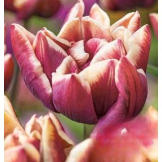 Compra TULIPÁN WYNDHAM (100 Unid.). en la tienda online Fito Agrícola