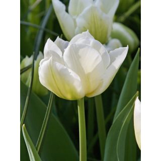 Compra TULIPÁN NORTHCAP (100 Unid.) en la tienda online Fito Agrícola