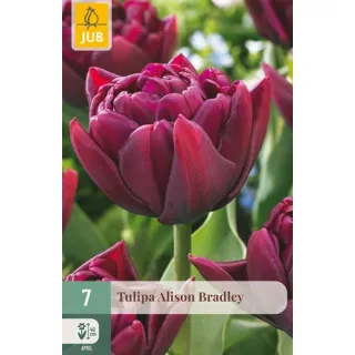 Compra TULIPÁN ALISON BRADLEY en la tienda online Fito Agrícola