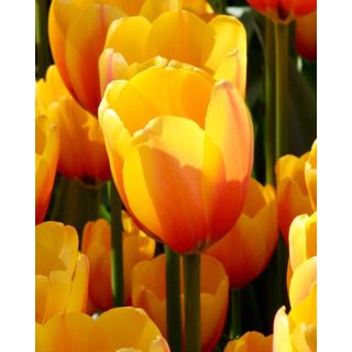 Compra TULIPÁN APELDOORN´S ELITE (100 Unid.) en la tienda online Fito Agrícola