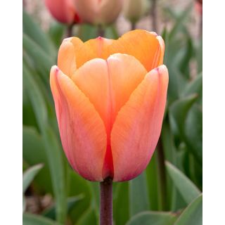 Compra TULIPÁN APRICOT IMPRESSION (100 Unid.) en la tienda online Fito Agrícola