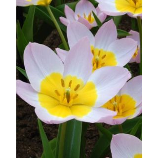 Compra TULIPÁN BAKERI LILAC WONDER (100 Unid.). en la tienda online Fito Agrícola