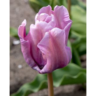 Compra TULIPÁN BLUE PARROT (100 Unid.). en la tienda online Fito Agrícola