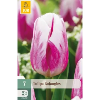 Compra TULIPÁN BOJANGLES en la tienda online Fito Agrícola