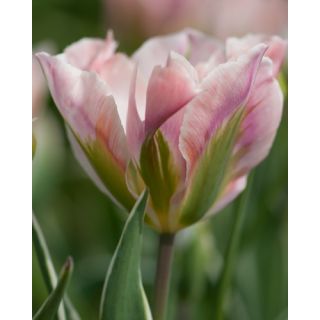 Compra TULIPÁN CHINA TOWN (100 Unid.). en la tienda online Fito Agrícola