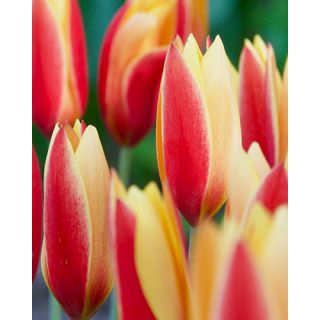 Compra TULIPÁN CHRYSANTHA TUBERGEN'S GEM (100 Unid.). en la tienda online Fito Agrícola