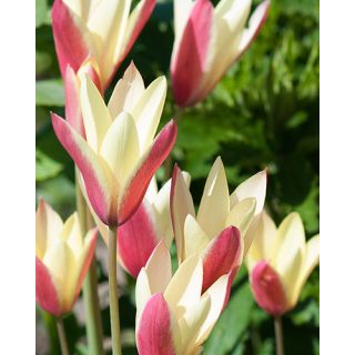 Compra TULIPÁN CLUSIANA CYNTHIA (100 Unid.). en la tienda online Fito Agrícola