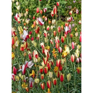 Compra TULIPÁN CLUSIANA MIX (100 Unid.). en la tienda online Fito Agrícola