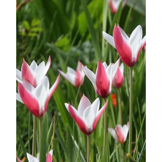 Compra CLUSIANA PEPPERMINTSTICK (100 Unid.). en la tienda online Fito Agrícola