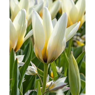 Compra TULIPÁN CONCERTO (100 Unid.). en la tienda online Fito Agrícola