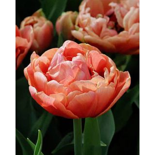 Compra TULIPAN COPPER IMAGE (100 Unid.). en la tienda online Fito Agrícola