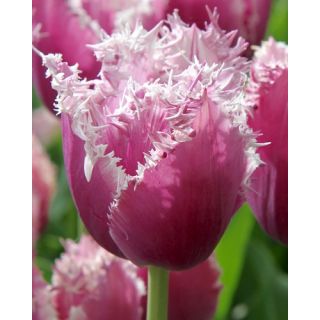 Compra TULIPÁN CUMMINS (100 Unid.) en la tienda online Fito Agrícola