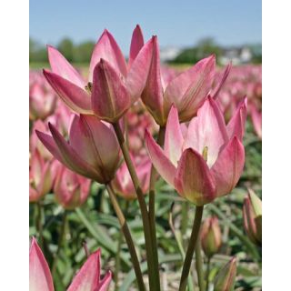 Compra TULIPÁN DANIQUE (100 Unid.). en la tienda online Fito Agrícola