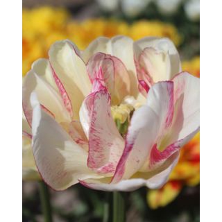 Compra TULIPÁN DOBLE SHAKE (100 Unid.). en la tienda online Fito Agrícola