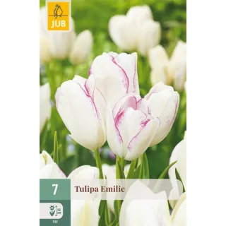 Compra TULIPÁN EMILIE en la tienda online Fito Agrícola