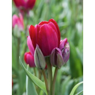 Compra TULIPÁN FIERY CLUB (100 Unid.). en la tienda online Fito Agrícola