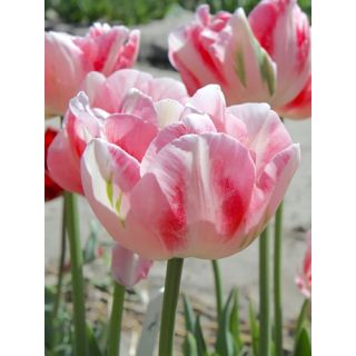 Compra TULIPÁN FINOLA (100 Unid.). en la tienda online Fito Agrícola