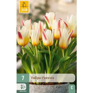 Compra TULIPÁN FLORESTA en la tienda online Fito Agrícola