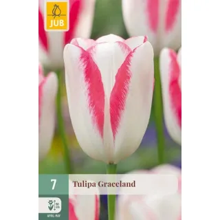 Compra TULIPÁN GRACELAND en la tienda online Fito Agrícola