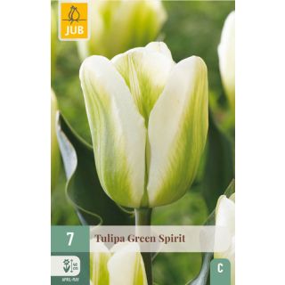 Compra TULIPÁN GREEN SPIRIT en la tienda online Fito Agrícola