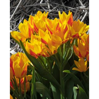 Compra TULIPÁN HEWERI (100 Unid.). en la tienda online Fito Agrícola