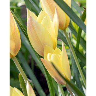 Compra TULIPÁN HONKY TONK (100 Unid.). en la tienda online Fito Agrícola