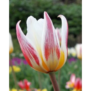 Compra TULIPÁN ICE STICK (100 Unid.). en la tienda online Fito Agrícola