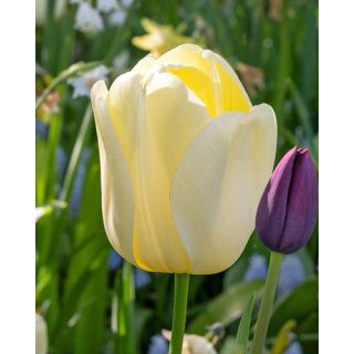 Compra TULIPÁN IVORY FLORADALE (100 Unid.). en la tienda online Fito Agrícola
